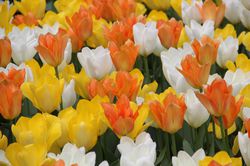 Acheter des bulbes de tulipes Lubera Shop