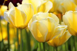 Tulipes Darwin Lubera