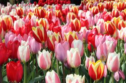 Tulipes Darwin Lubera