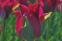 Acheter des tulipes vertes tulipes viridiflora Green Love jardinerie Lubera