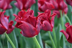 Coronet Tulpen, Lubera
