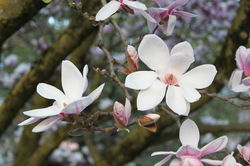 photo Fleurs en forme de tulipe de la Magnolia acheter