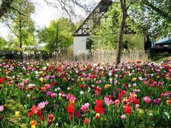 Acheter des bulbes de tulipes, floraison de printemps Lubera