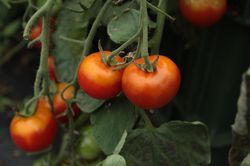 Tomates suspendues Tumbling Bella (Solanum lycopersicum)