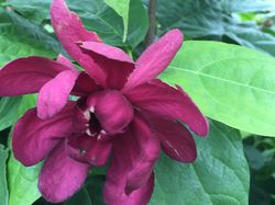 arbre aux an&eacute;mones kaufen, Nelkenpfeffer (Calycanthus)