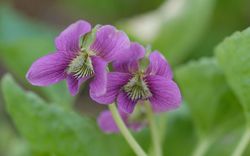 photo Veilchen Viola sororia Rubra Lubera