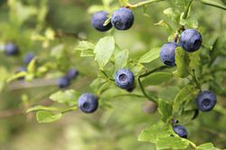 Myrtille des bois Sylvana, myrtilles des bois, Vaccinium myrtillus