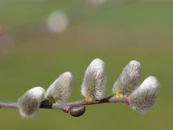 photo Weidenbaum kaufen Lubera