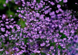 Pigamon (Thalictrum) 