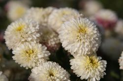 chrysanth&egrave;mes vivaces, Chrysanthemum Lubera