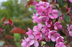 rosarote Bl&uuml;ten Wildobstbaum