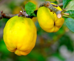 photoquince Lubera Pixabay
