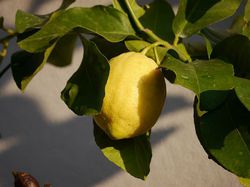 Arroser le citronnier Lubera