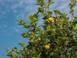Le citronnier perd ses feuilles Lubera