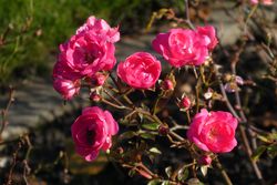 Rosier nain, rosier miniature, Pixabay, planter et entretenir des rosiers nains