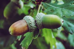 photo Eicheln Eiche Eichen Lubera Pixabay Quercus