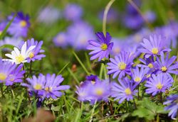 Acheter des an&eacute;mones jardinerie Lubera