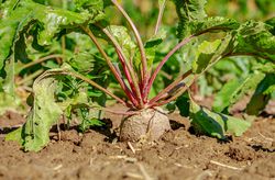 Betterave rouge, Lubera