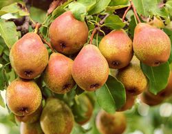 Birnb&auml;ume kaufen