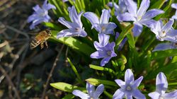 Acheter une scille bleue (Scilla) Lubera