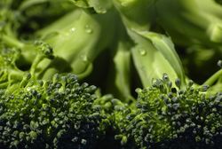 Graines de brocoli, Brocoli, Brassica oleracea var. italica, Lubera