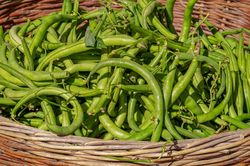 Haricots nains, Graines de haricots nains