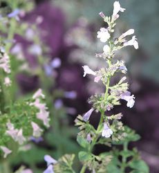 Calament nepeta