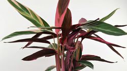calathea-stromanthe-sanguinea, Zimmerpflanzen f&uuml;r den Halbschatten