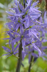 Acheter des Camassia Lubera