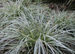 Carex