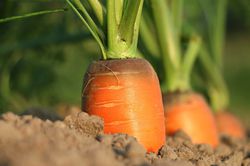 Acheter des graines de carottes dans la boutique Lubera