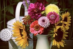 dahlia pour bouquets, Lubera