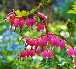 Coeur de Marie Dicentra