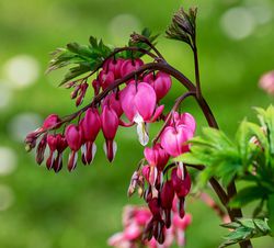 Coeur de Marie Dicentra