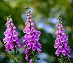 Digitale fleur