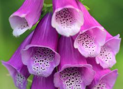 Fleur de digitale