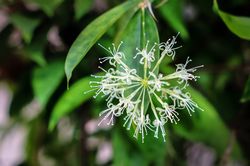 Drachenbaum kaufen Dracaena surculosa le shop Lubera photo