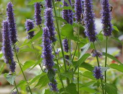 Agastache