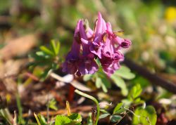 gefingerter lerchensporn, corydalis solida