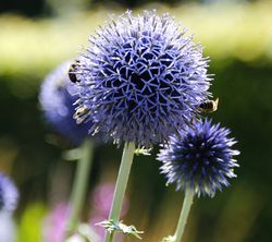 Acheter des echinops