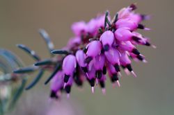 acheter la nourriture pour les abeilles