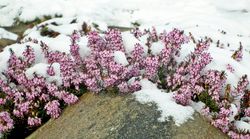 Heidekraut, Winter, Herbst, Calluna, winterbl&uuml;hende heide kaufen