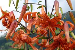 Acheter des lis martagon Lilium martagon Boutique en ligne Lubera