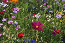 Fleurs sauvages, graines de fleurs sauvages