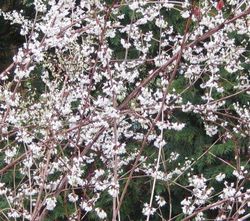 Buy forsythia