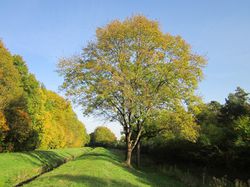 photo kaufen, fraxinus excelsior, Gemeine photo