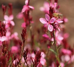 Acheter une Gaura