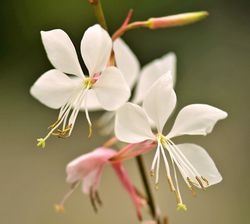 Acheter une Gaura