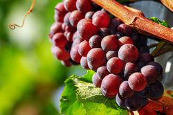 Raisins rouges, raisin rouge, vigne rouge, Lubera