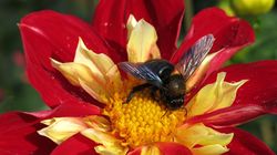 Acheter un dahlia collerette, Lubera